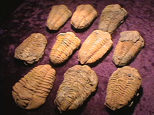 Fossil Trilobite - Morocco
